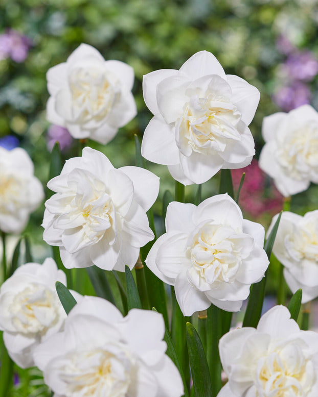 Narcissus 'Androcles'