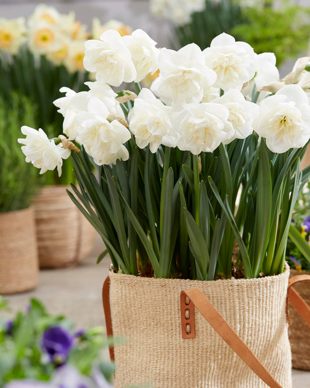 Narcissus 'Androcles'