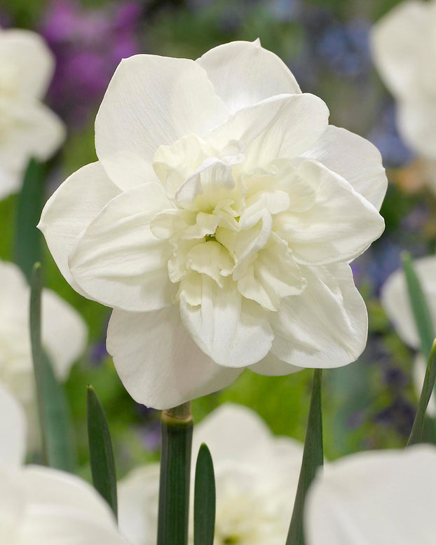 Narcissus 'Androcles'