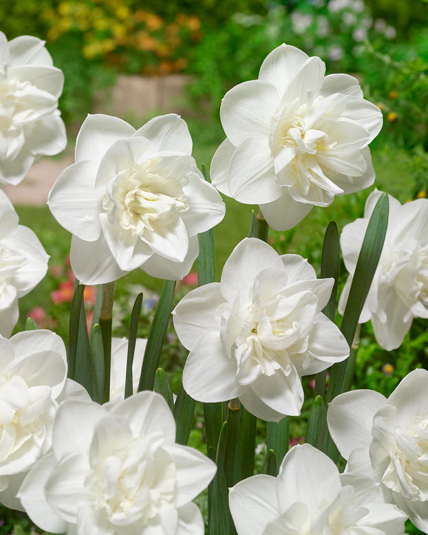 Narcissus 'Androcles'