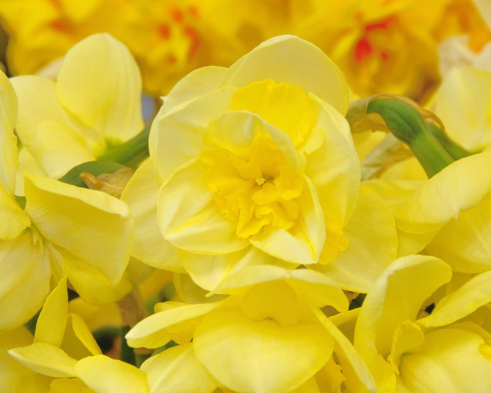 Narcissus 'Angkor'