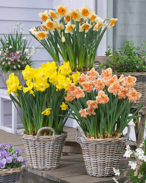 Narcissus 'Apricot Whirl'