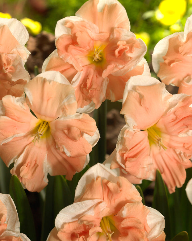 Narcissus 'Apricot Whirl'