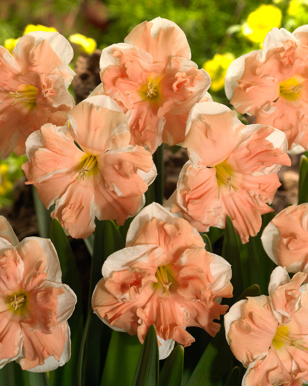 Narcissus 'Apricot Whirl'