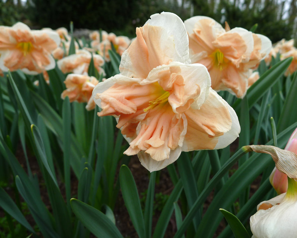 Narcissus 'Apricot Whirl'