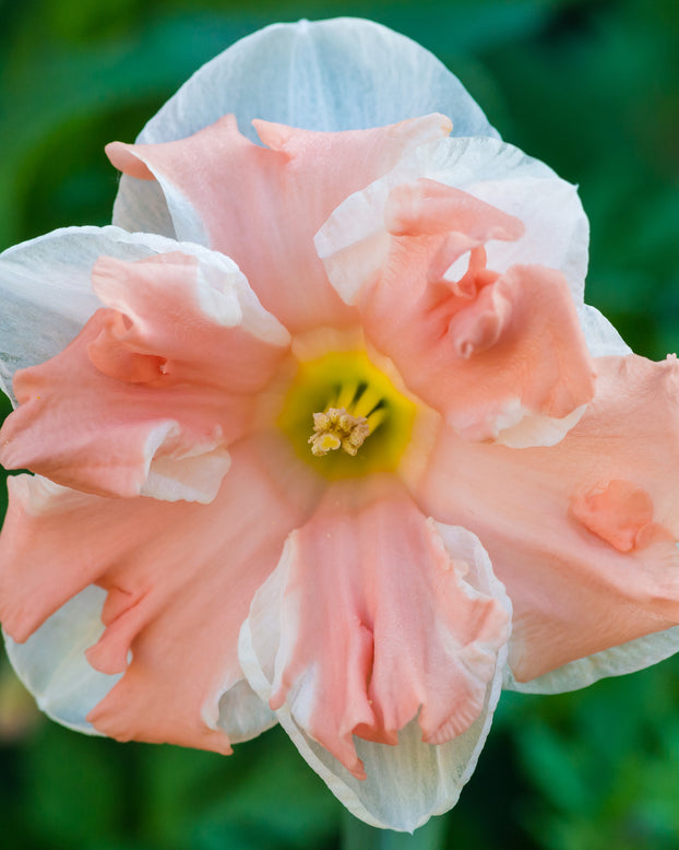 Narcissus 'Apricot Whirl'