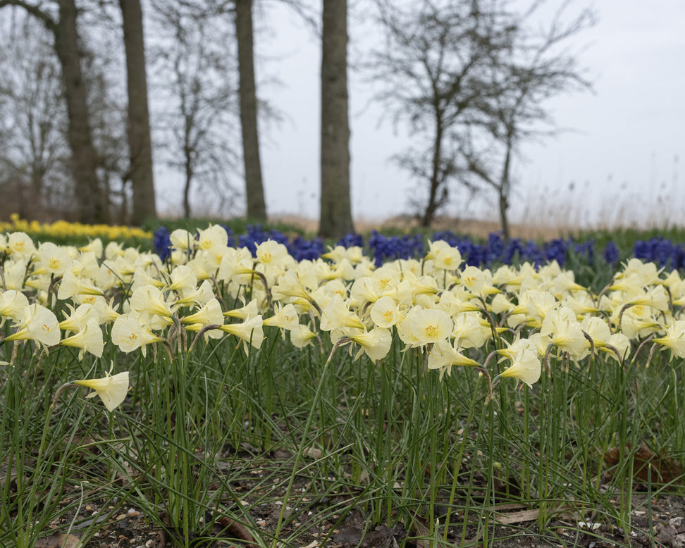 Narcissus 'Arctic Bells'