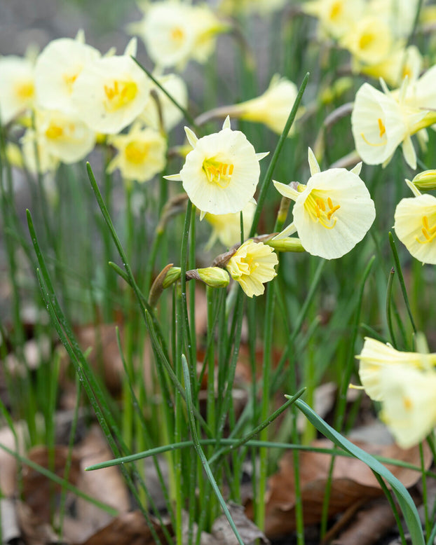 Narcissus 'Arctic Bells'