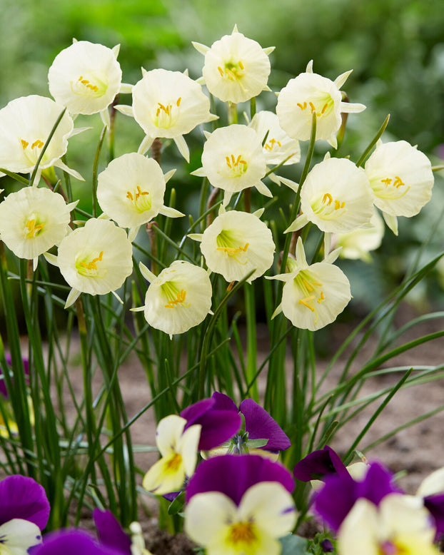 Narcissus 'Arctic Bells'