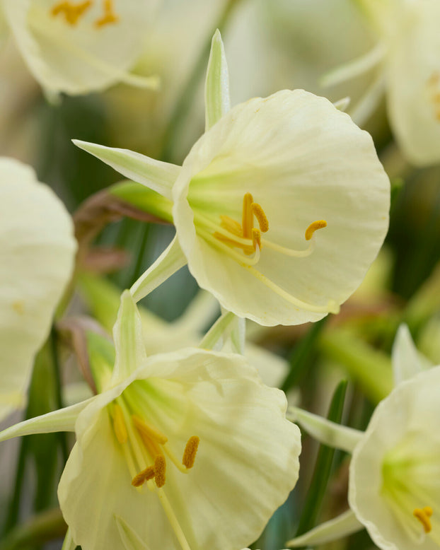 Narcissus 'Arctic Bells'