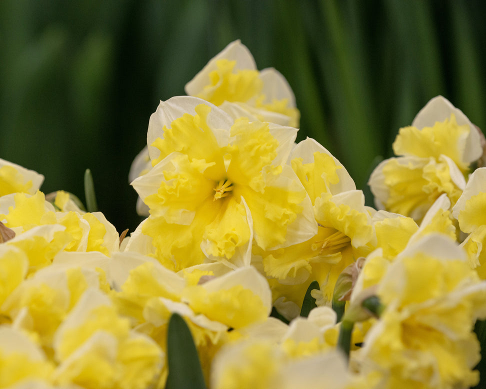 Narcissus 'Banana Splash'