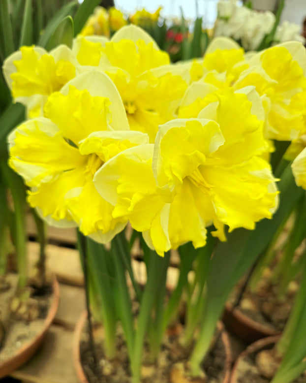 Narcissus 'Banana Splash'