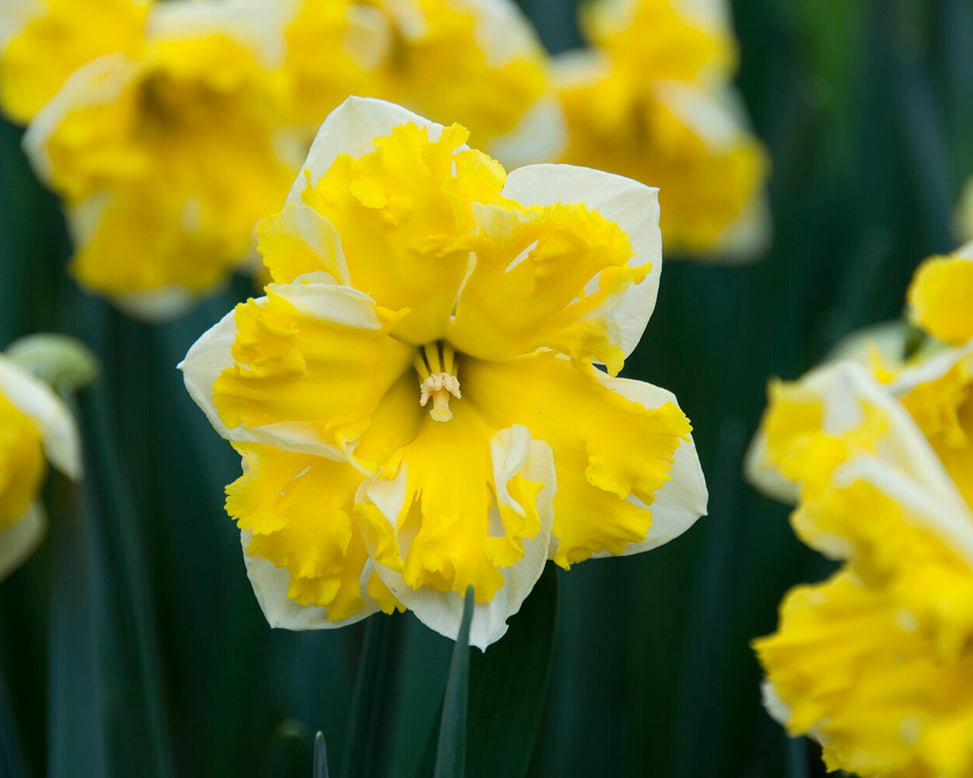 Narcissus 'Banana Splash'