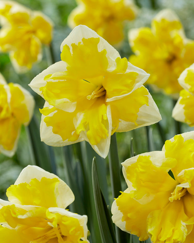 Narcissus 'Banana Splash'