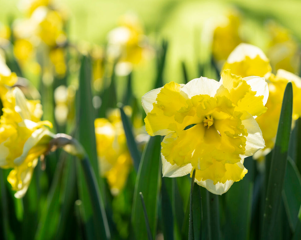 Narcissus 'Banana Splash'