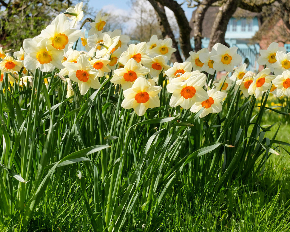 Narcissus 'Barrett Browning'