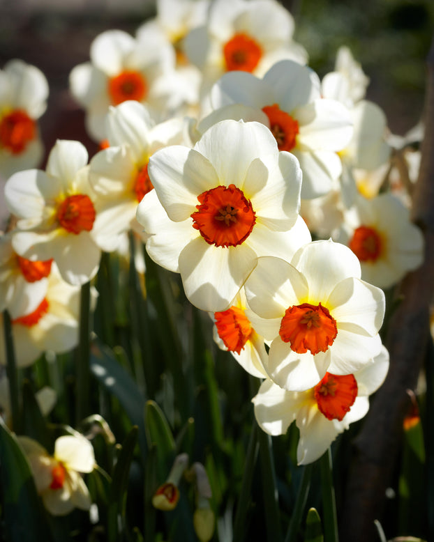 Narcissus 'Barrett Browning'