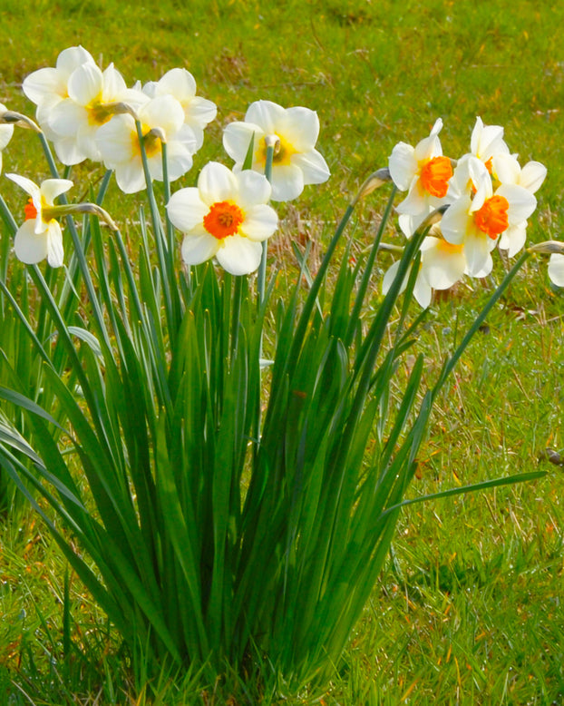 Narcissus 'Barrett Browning'
