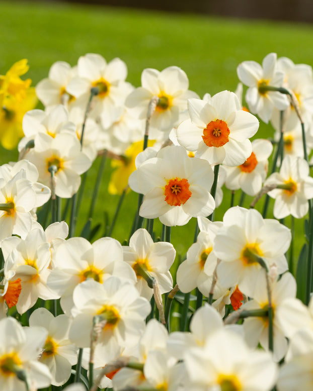 Narcissus 'Barrett Browning'