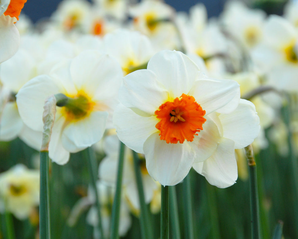 Narcissus 'Barrett Browning'