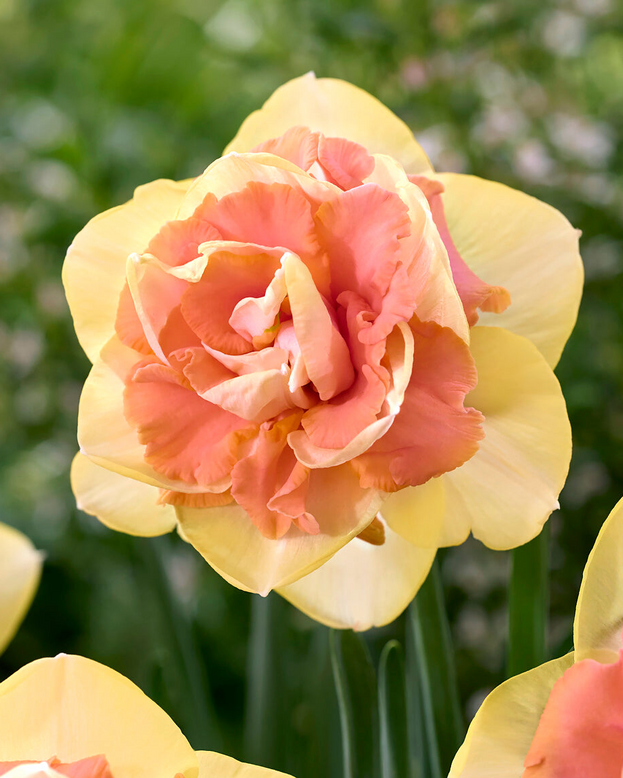 Narcissus 'Bellabombe'