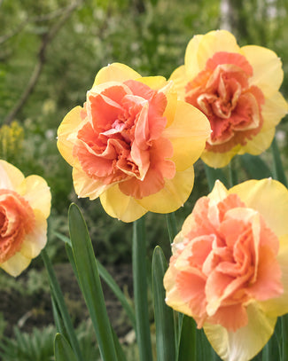 Narcissus 'Bellabombe'