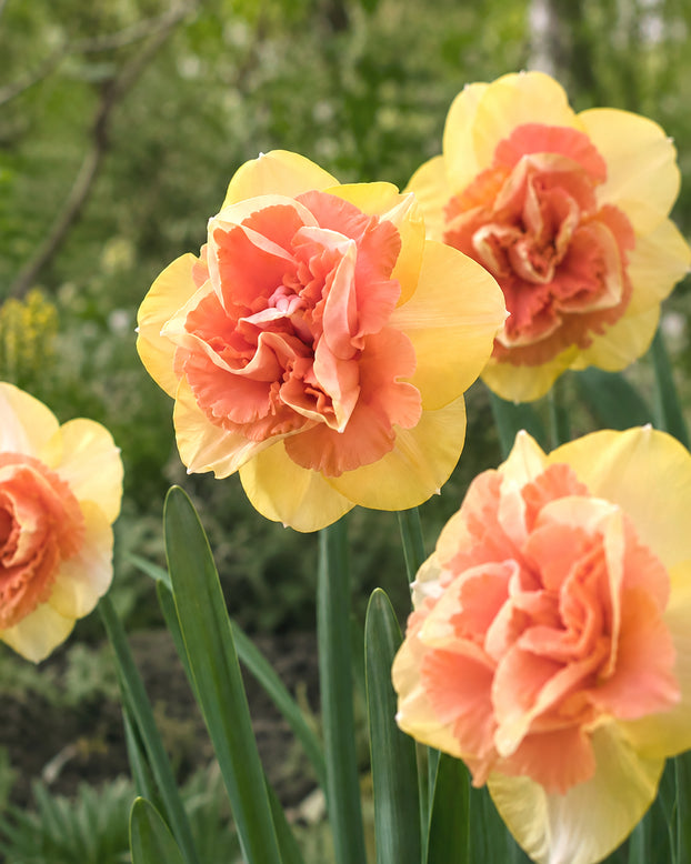 Narcissus 'Bellabombe'