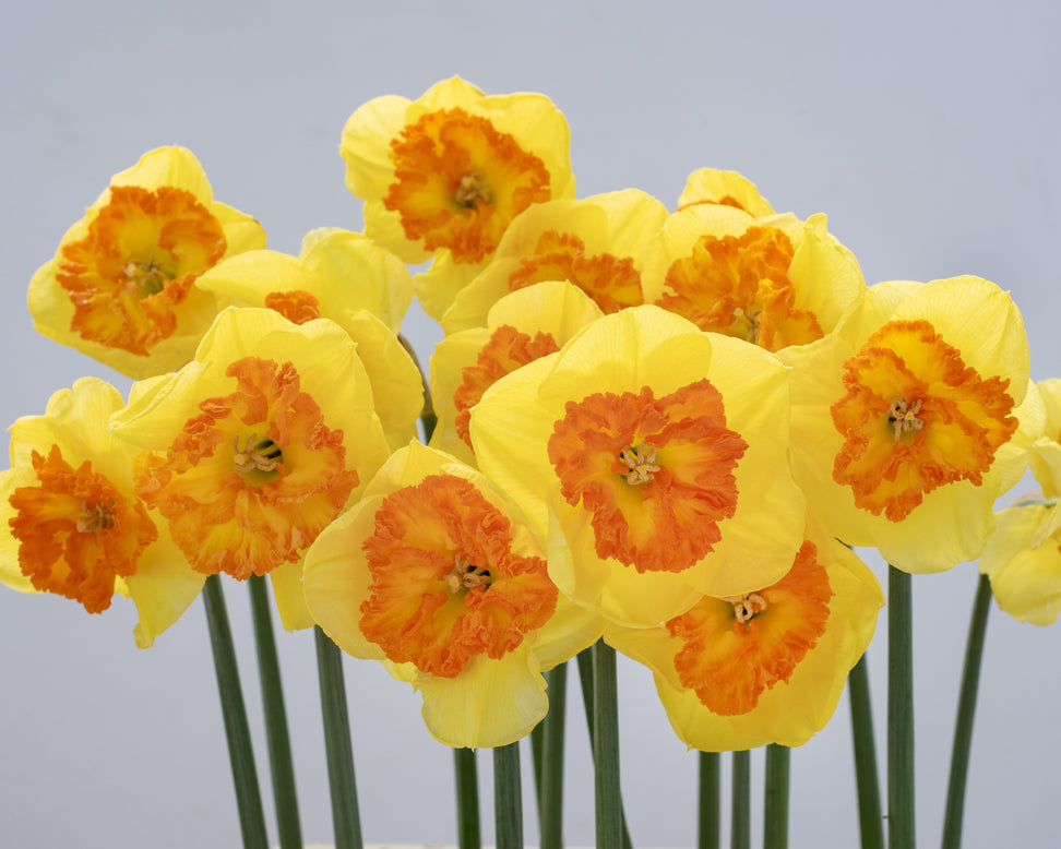 Narcissus 'Berlin'