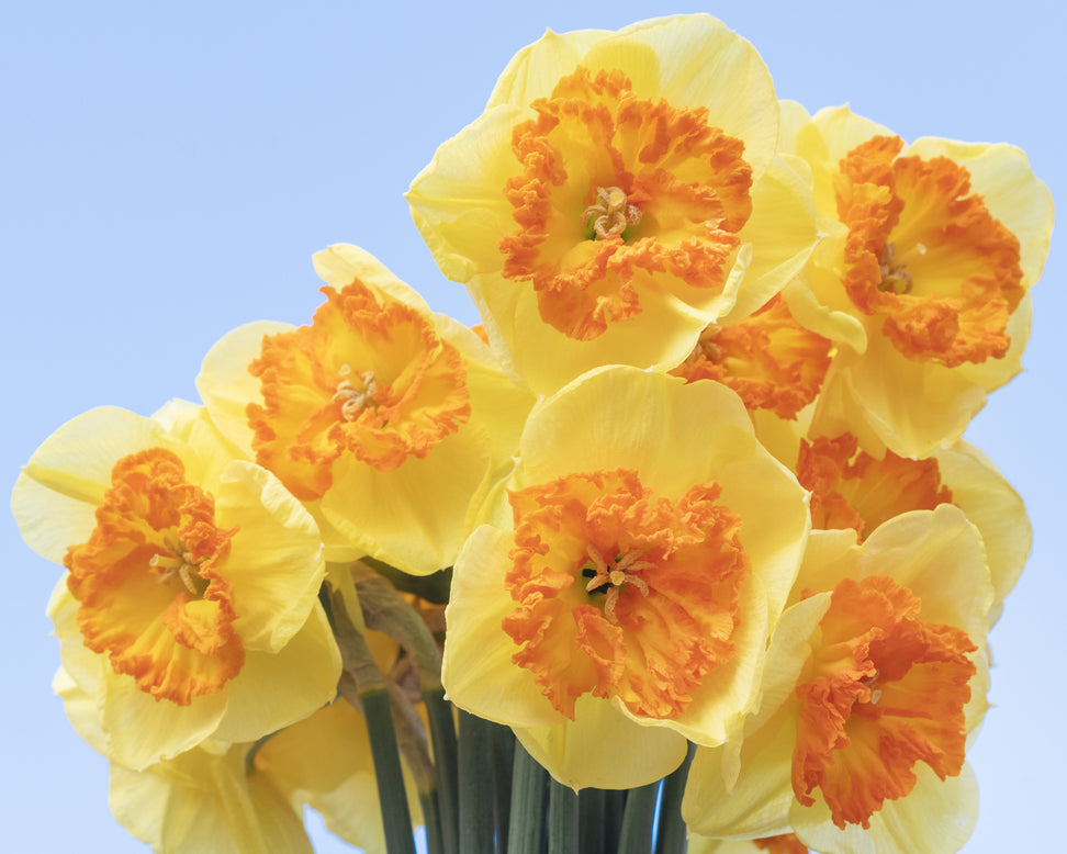 Narcissus 'Berlin'