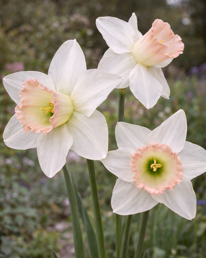 Narcissus 'Blushing Belle'