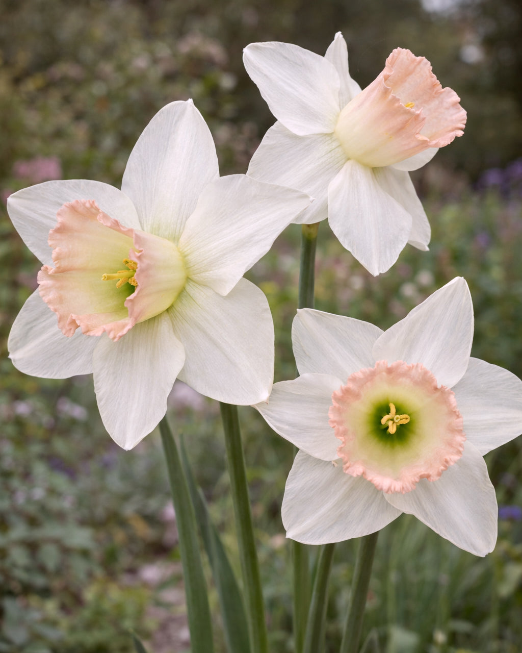 Narcissus 'Blushing Belle'
