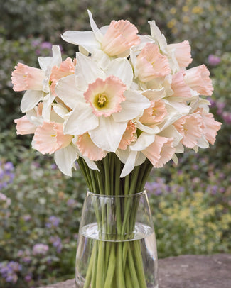 Narcissus 'Blushing Belle'