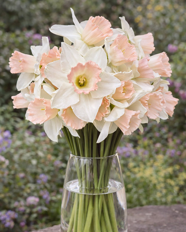 Narcissus 'Blushing Belle'