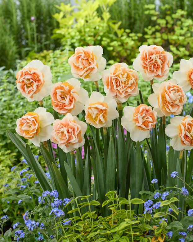 Narcissus 'Break Out'