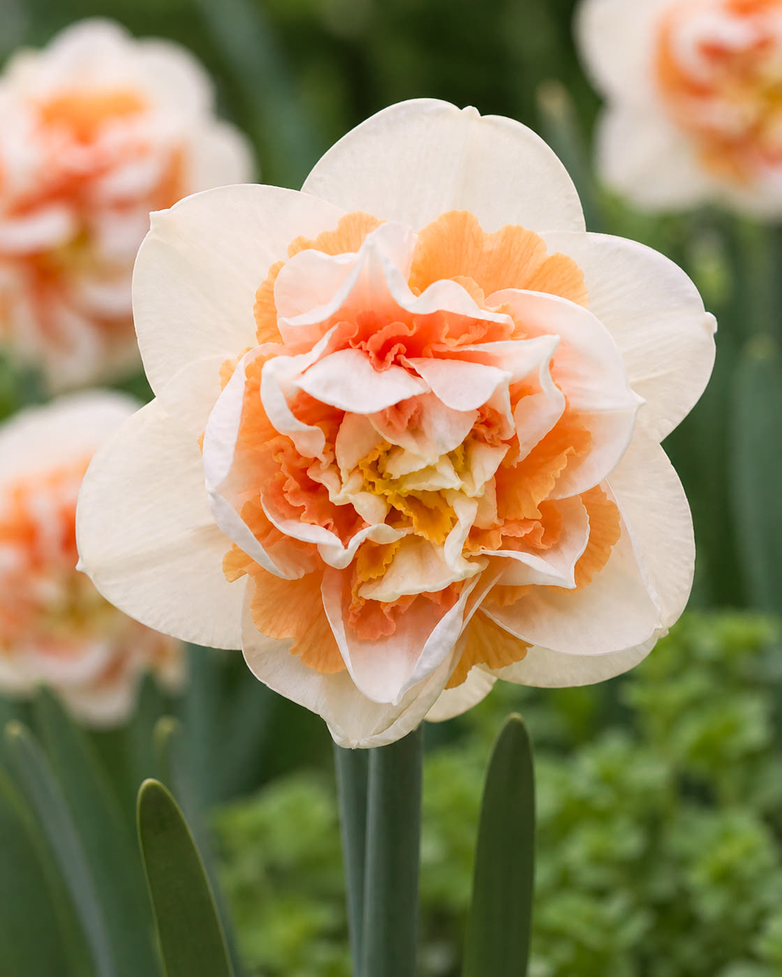 Narcissus 'Break Out'