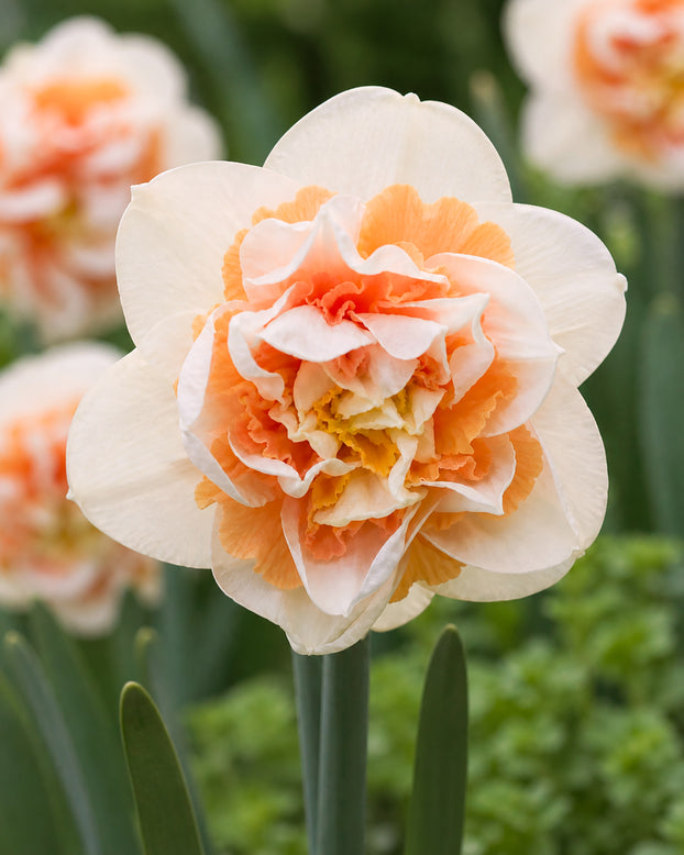 Narcissus 'Break Out'