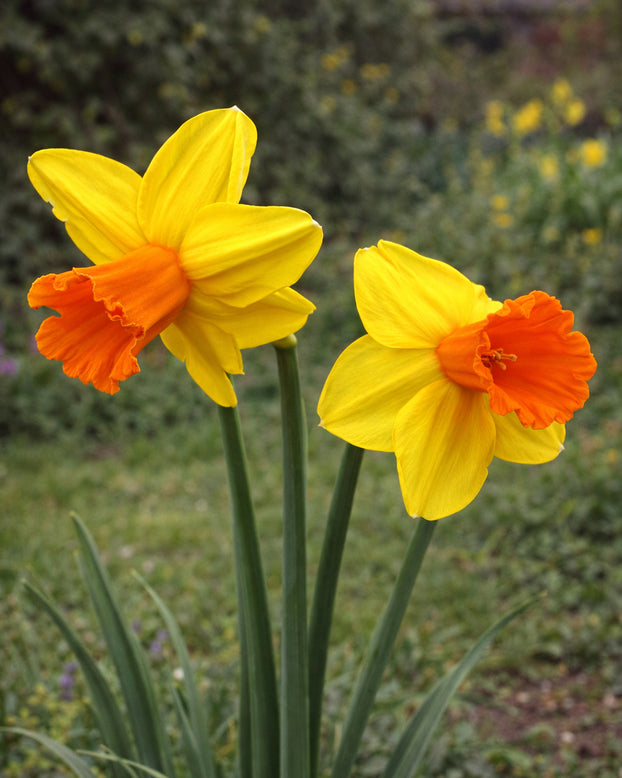 Narcissus 'Classic Garden'