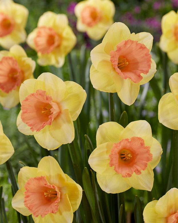 Narcissus 'Colour Magic'