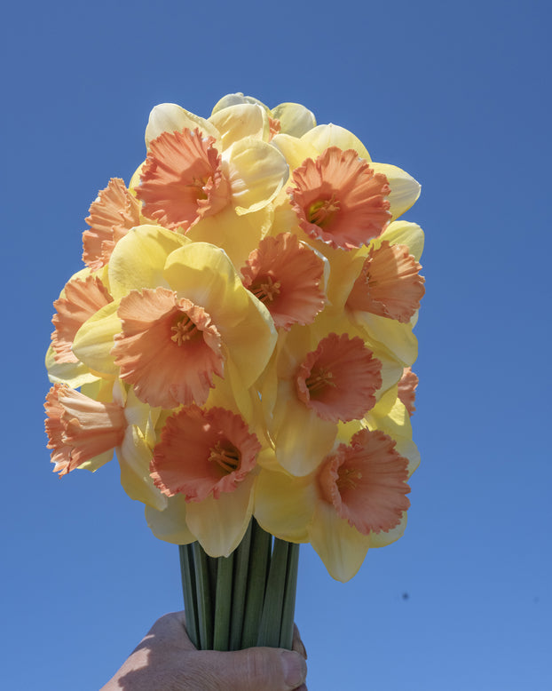 Narcissus 'Colour Magic'