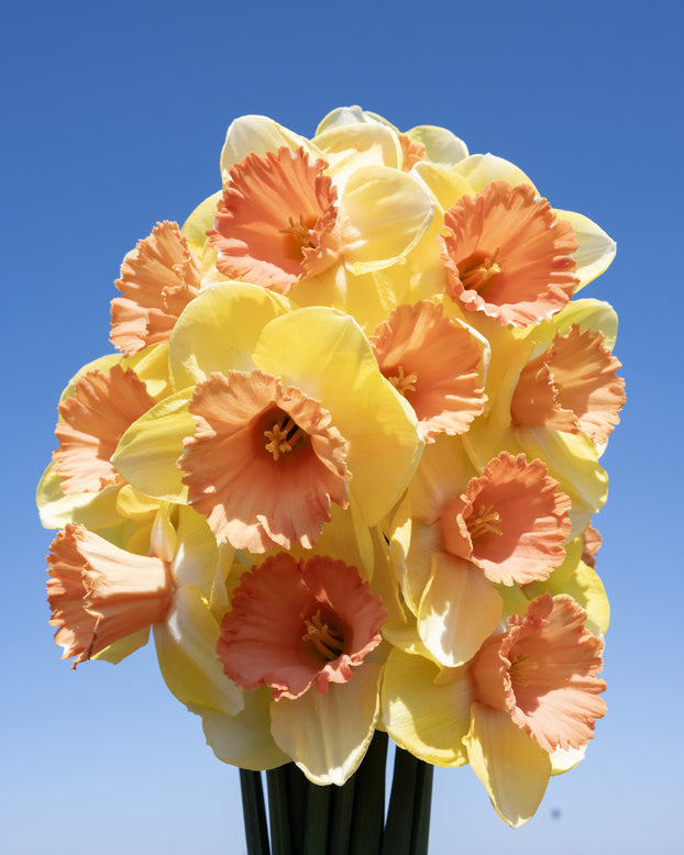 Narcissus 'Colour Magic'