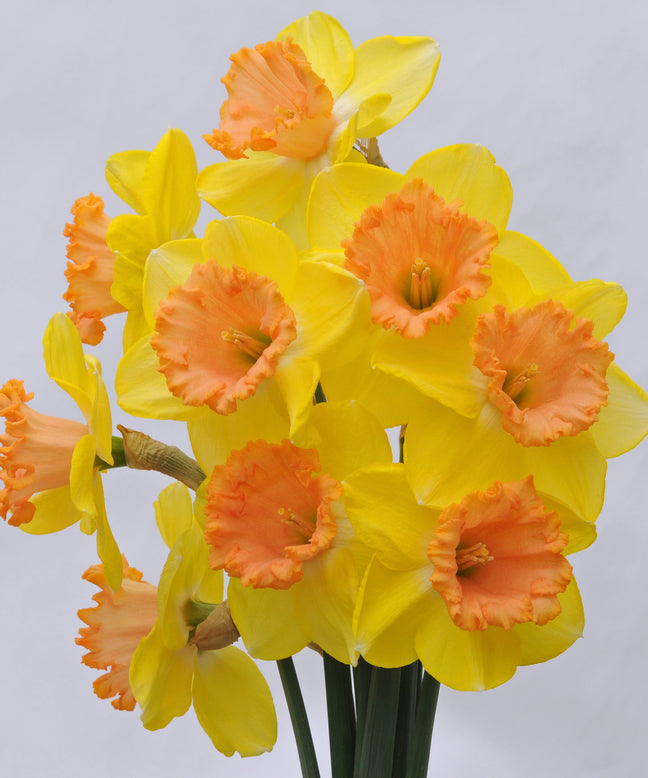 Narcissus 'Colour Run'