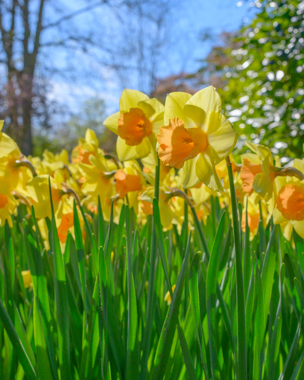 Narcissus 'Colour Run'