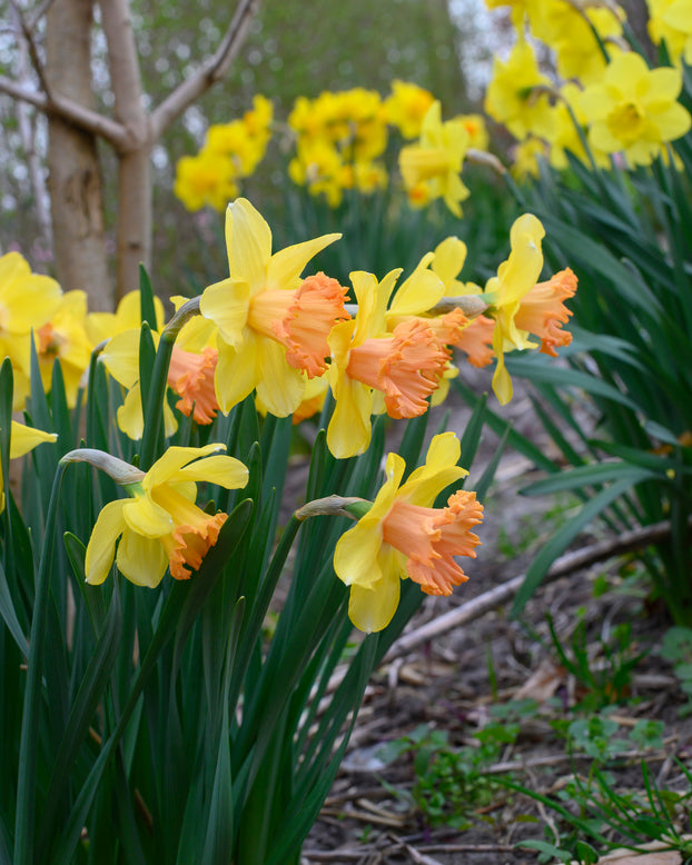 Narcissus 'Colour Run'