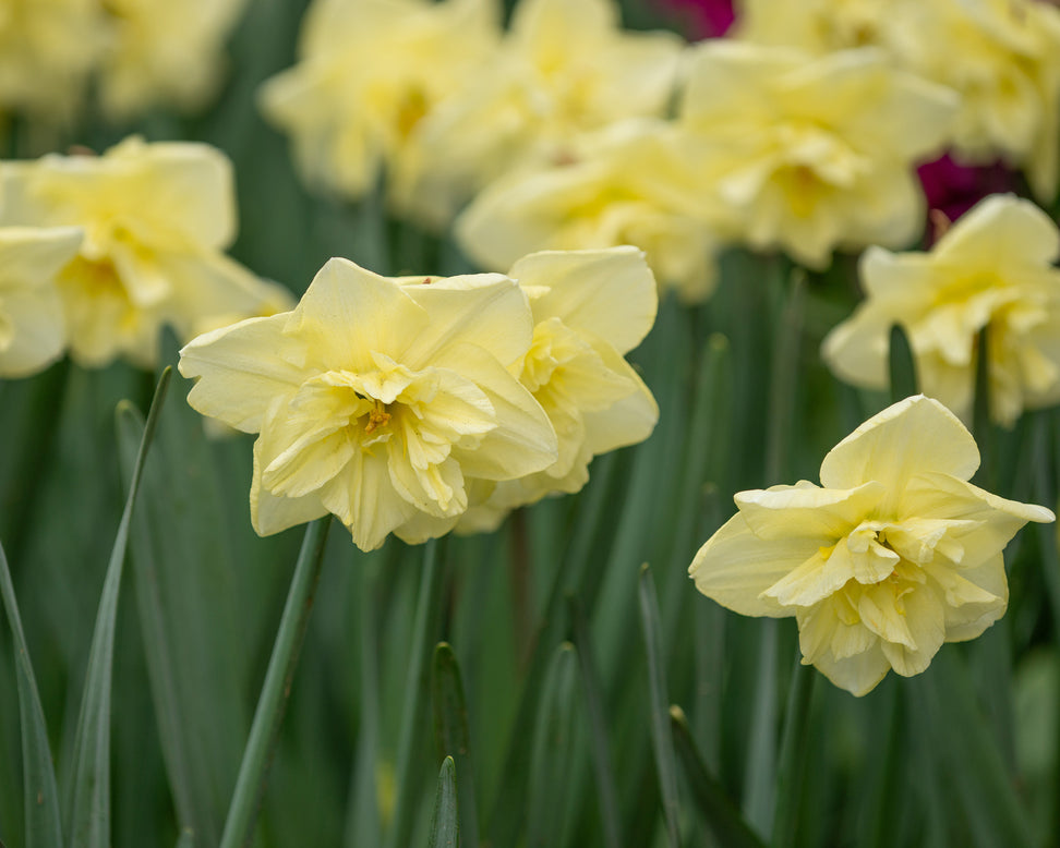 Narcissus 'Dancing Moonlight'