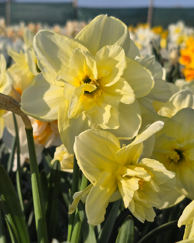 Narcissus 'Dancing Moonlight'
