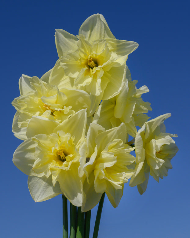 Narcissus 'Dancing Moonlight'