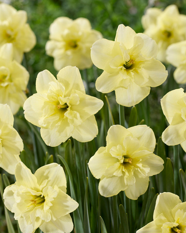 Narcissus 'Dancing Moonlight'