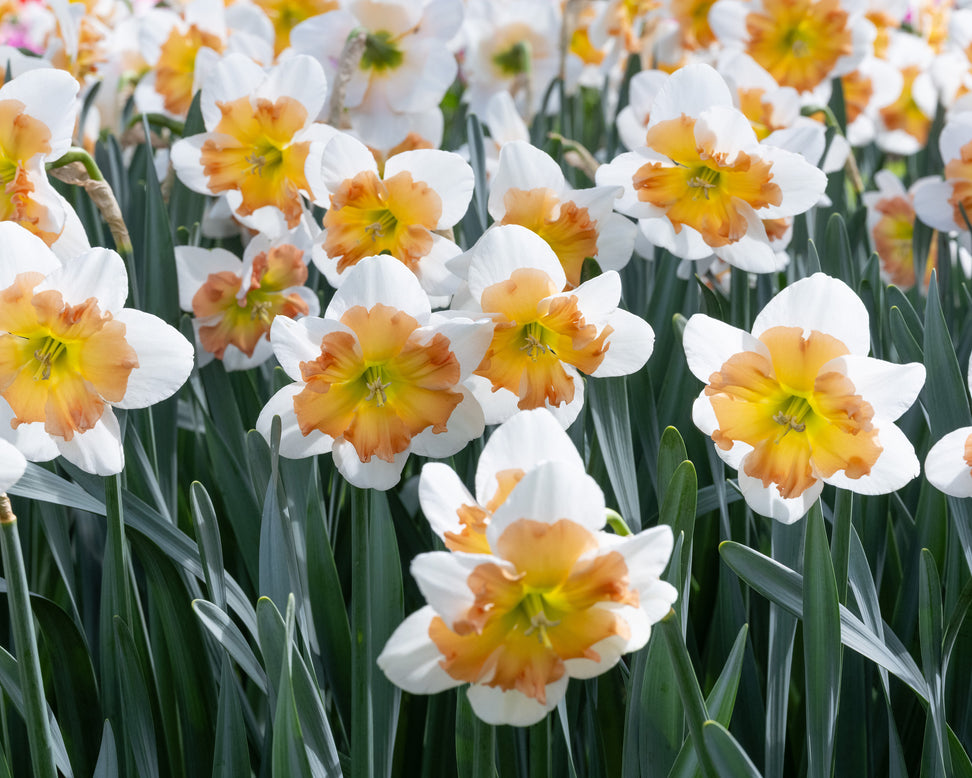 Narcissus 'Drama Queen'