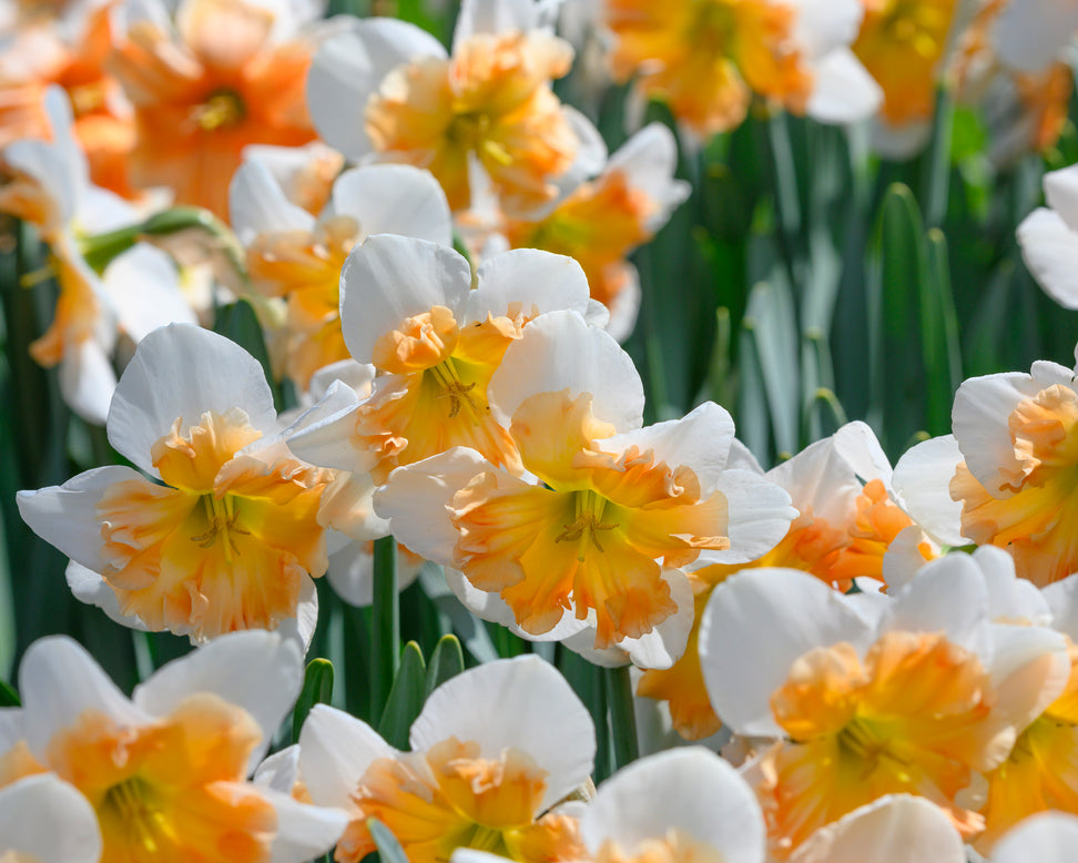 Narcissus 'Drama Queen'