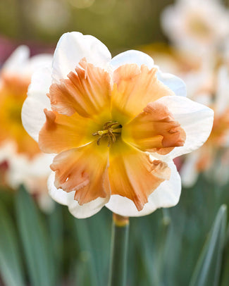 Narcissus 'Drama Queen'